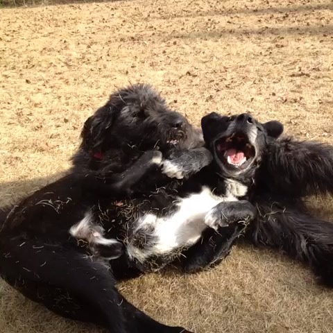 Aliza Sherman's post on Vine